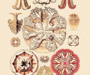 Jellyfish: Discomedusae #3