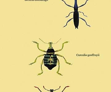 " Beetles: Brentus Anchorago, Curculio Geoffroyii et al. #2"