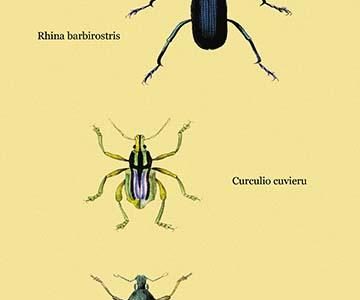 " Beetles: Rhina Barbirostris, Curculio Cuvieru and C. Vittatus #2"