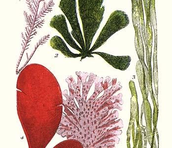 Seaweeds - Common Coralline