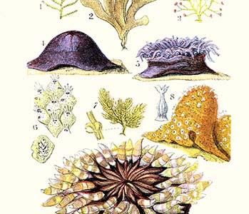 Anemones and Seaweeds