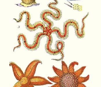 " Common Madrepore Coral, Sea Urchin, Brittlestar, Sun Star"