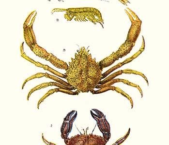 " Spider Crab, Sand Skipper, Prawn, Velvet Swimming Crab"
