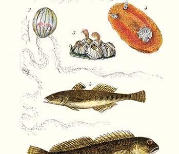 " Medusa Jellyfish, Acorn Barnacle, Sea Slug, Spotted Goby"