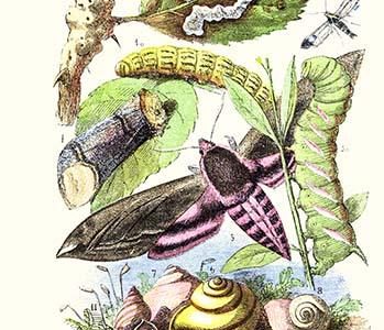 Privet Moth and caterpillars