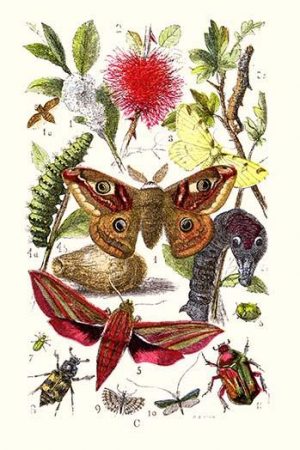 Emperor Moth, Elephant Hawk Moth, Tortoise Beetle