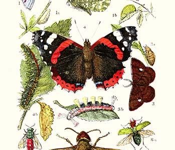 " Blue Butterfly, Red Admiral, Firetail and Sun Beetle"