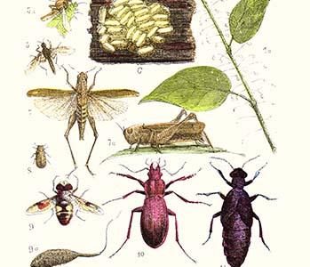 " Glow-worm, Lacewing Fly, Grasshopper,Scarlet Spider"