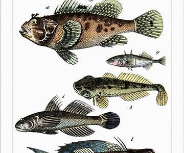 Collected Fish Specimens