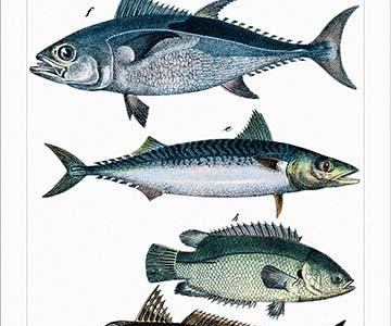 Collected Fish Specimens