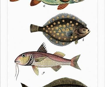 Collected Fish Specimens