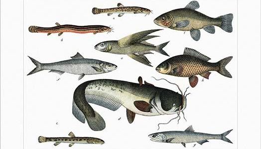 Collected Fish Specimens