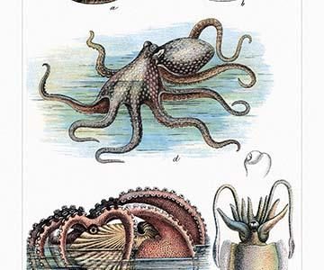 " Cephalopods - Nautilus, Octopus, and Squid"