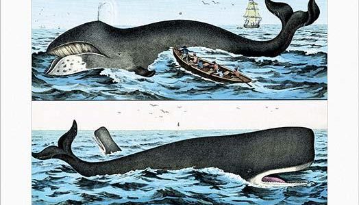 Whales
