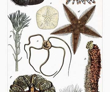 Collection of Echinoderms