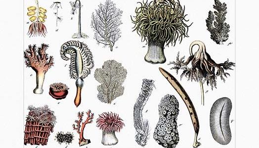 Collection of Actiniaria