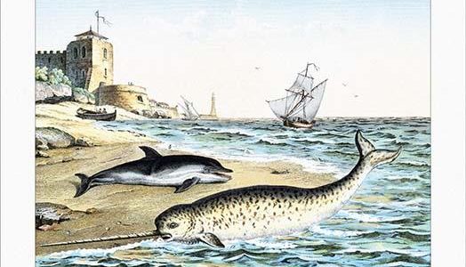 Stranded: A Narwhal and Dolphin