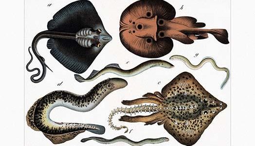 Rays and Remoras