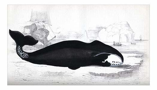 Right Whale