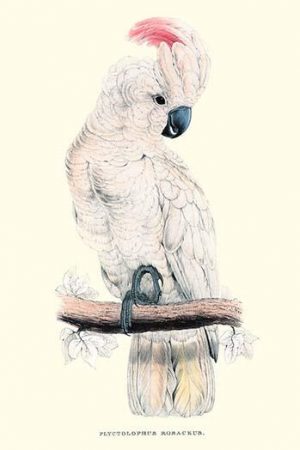 Salmon-Crested Cockatoo - Cacatua Moluccensis