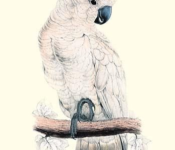 Salmon-Crested Cockatoo - Cacatua Moluccensis