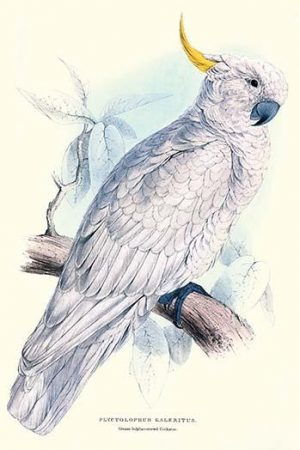 Greater Sulpher-Crested Cuckatoo - Cacatua Galerita