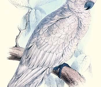 Greater Sulpher-Crested Cuckatoo - Cacatua Galerita