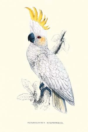 Lesser Sulpher-Crested Cockatoo - Cocatua Sulphurea