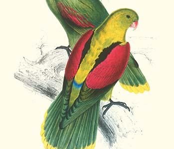Crimson Winged Parakeet - Aprosmictus Erythropterus