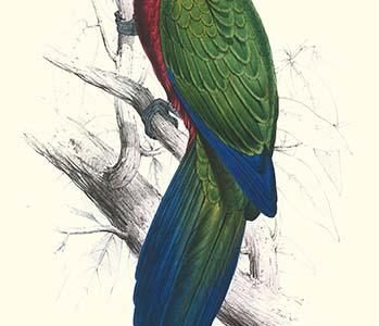 Tabuan Parakeet - Prosapeia Tabuensis