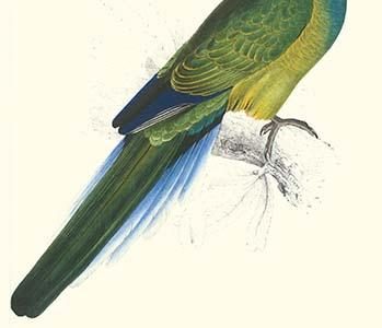 Bauer's Parakeet - Bauer Barnardius Donzarius