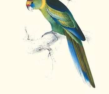 Barnard's Parakeet - Barnardius Zonarius Barnardi