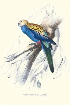 Pale-Headed Parakeet - Platycercus Adscitus