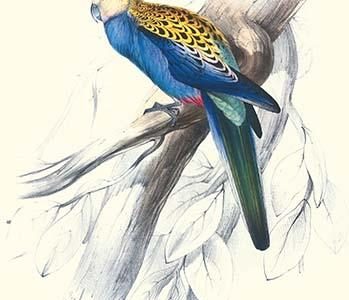 Pale-Headed Parakeet - Platycercus Adscitus