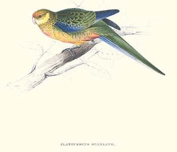Stanley Parakeet Young Male - Platycercus Icterotis