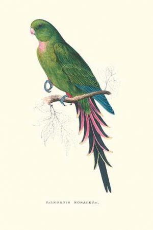 Roseate Parakeet - Polytelis Swainsoni