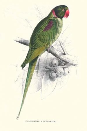 Footed Parakeet - Psittacula Eupatria