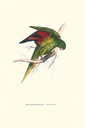 Lesser Maton's Parakeet -Trichoglossus Haematodus