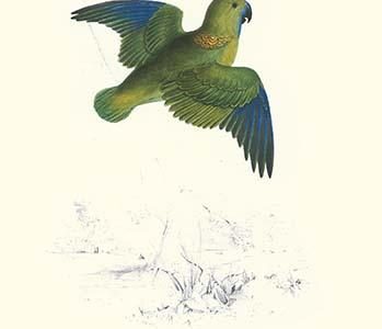Collared Parakeet - Bolbopsittacus Lunulatus