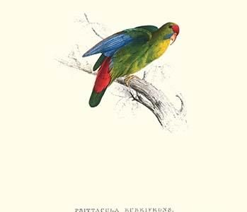 Red-Fronted Parakeet - Loriculus Philippinensis