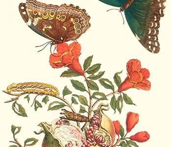 Pomegranate & Butterflies