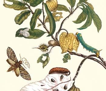Custard Apple & Flower Moth