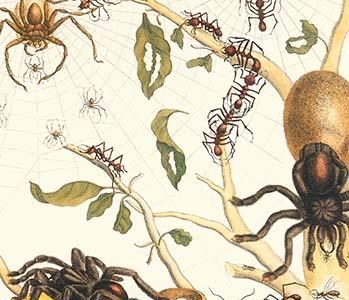 Tarantulas & Army ants