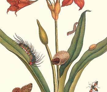 Nocturnal Moth Caterpillar on a Barbados Lilly & a Coreidae Bug