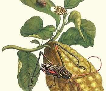 Citron with Monkey slug & a Harlequin Beetle