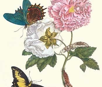 Cotton Rose Mallow with a Queen Swallowtail