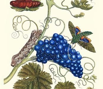 Grapevine with Gaudy Spinx Moth