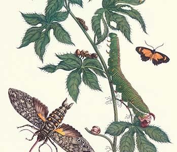 Bellyache Bush with a Giant Sphinx Moth and a Metalmark butterfly