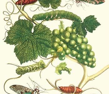 Grapevine with Vine Sphinx