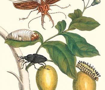" Genip Tree with Palm Weevil, a long horned Beetle & an Orchid Bee"